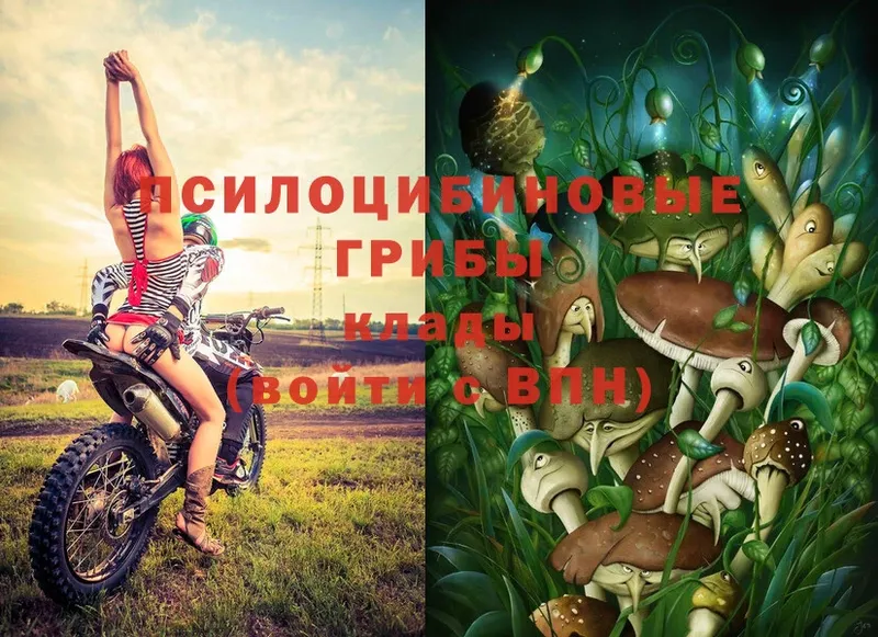 купить наркотик  Протвино  MEGA ссылки  Галлюциногенные грибы MAGIC MUSHROOMS 